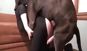 kfruiva plataforma - sexo de cachorro,sexo foda animal